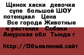 Щенок хаски, девочка супе, большой ШОУ потенциал › Цена ­ 50 000 - Все города Животные и растения » Собаки   . Амурская обл.,Тында г.